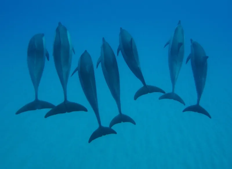 Grupo com 7 Golfinhos-Rotadores (Stenella longirostris) vistos de cima