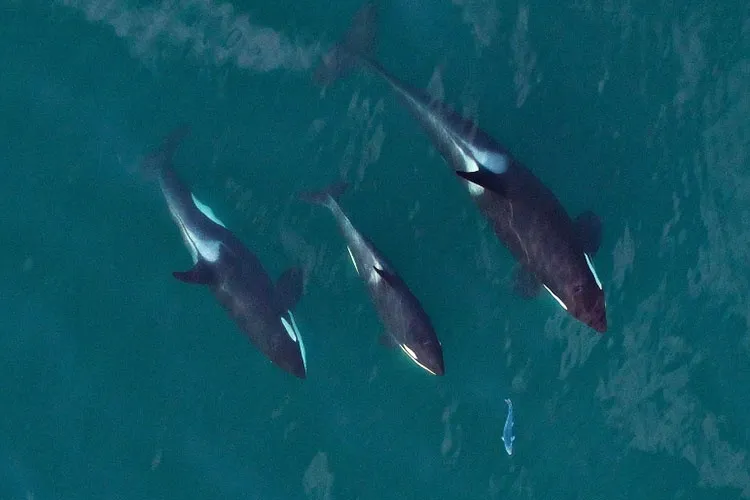 Orcas residentes do sul caçando salmão