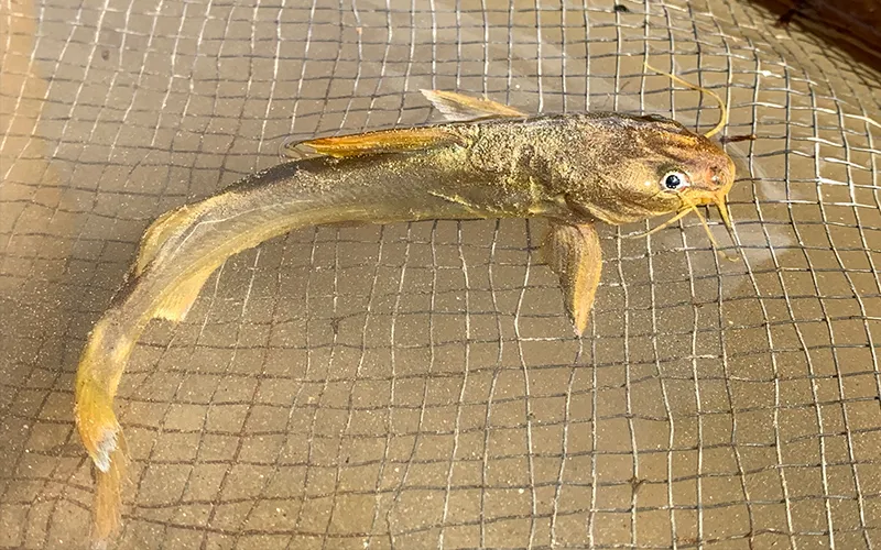Bragre-de-areia ou bagre-gonguito (Cathorops spixii) em rede de pesca