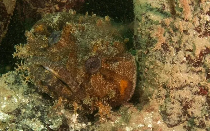 Pacamão (Amphichthys cryptocentrus)