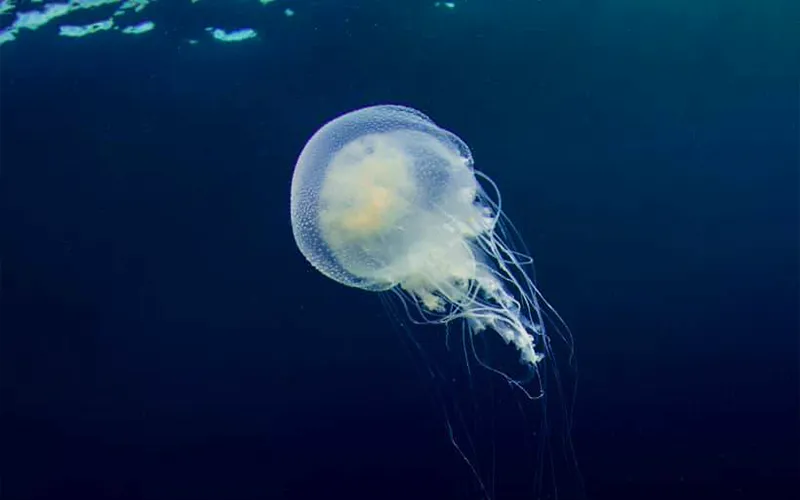 Animais marinhos venenosos