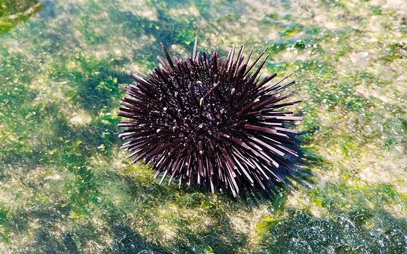 Ouriço-do-mar-preto ou pinaúna (Echinometra locunter) debaixo da água