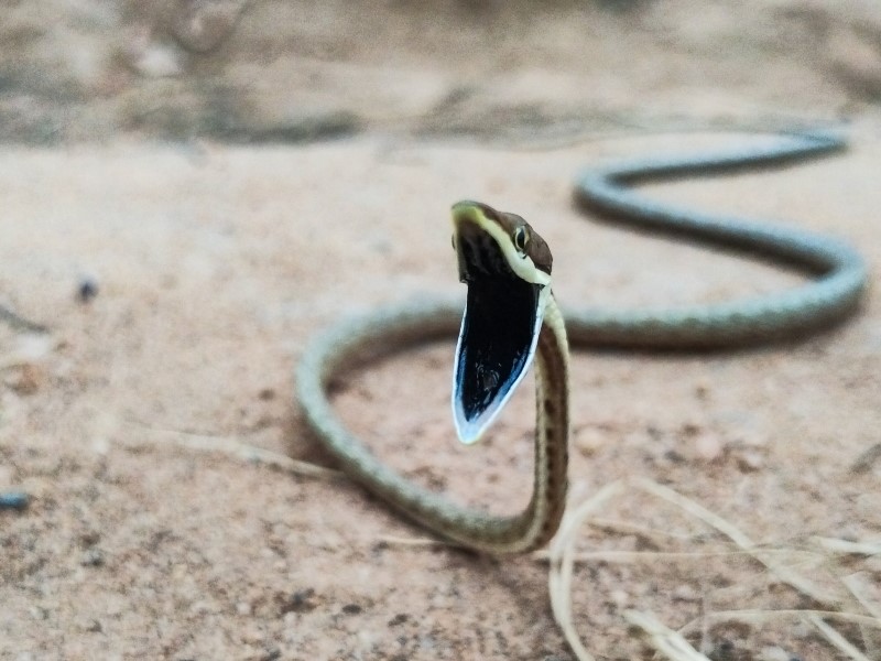 Métodos de defesa das serpentes