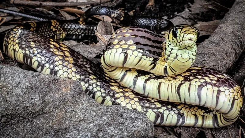 Caninana (S. pullatus) com o papo inflado com pescoço em forma sigmoide