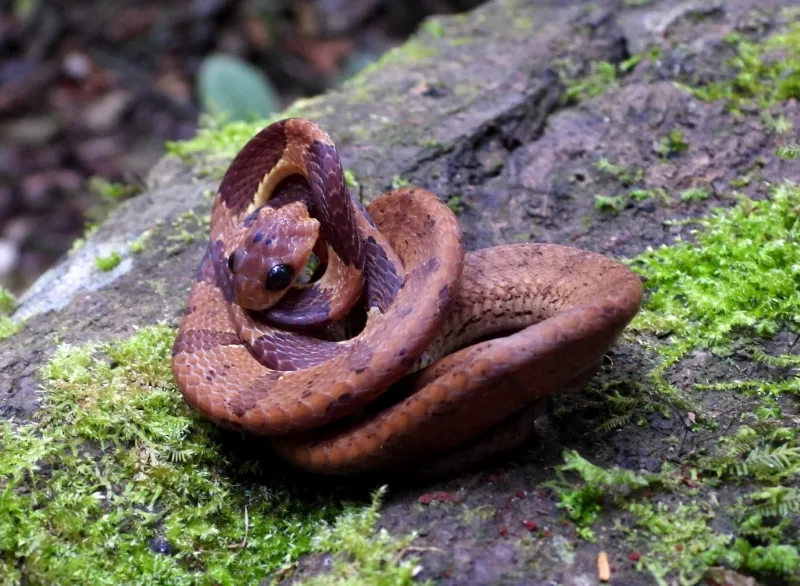 Cobra caracoleira (D. sazimai) triangularizando a cabeça