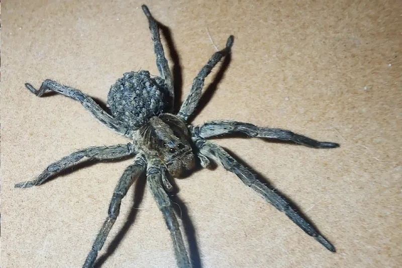 Wolf spider (Lycosa erythrognatha) carrying spiderlings on its abdomen