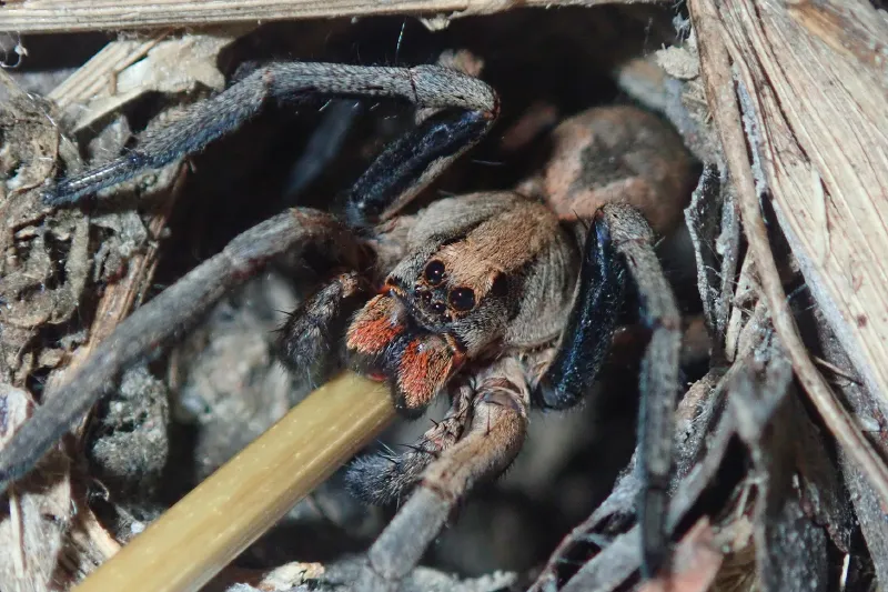 Wolf Spider vs Brazilian Wandering Spider