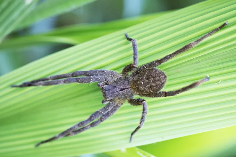 Wandering spider (Phoneutria nigriventer)