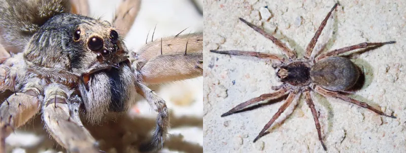 Characteristics of a wolf spider