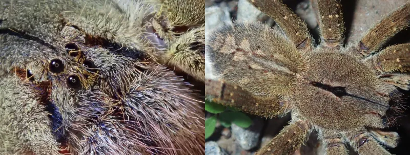 Characteristics of a wandering spider