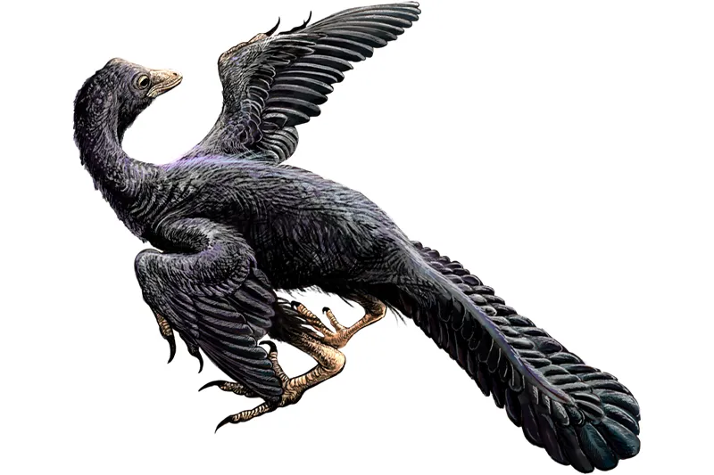 Representação de Archaepteryx