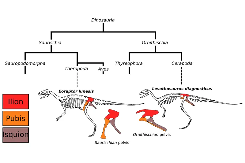 Cladograma mostrando a diferençaentre saurisquia e ornitisquia