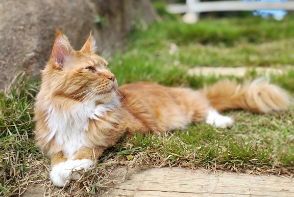 Maine Coon
